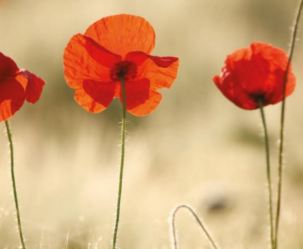 Under the counter - Don’t fall foul of Tall Poppy Syndrome!